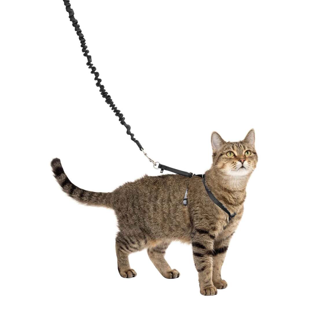 PetSafe Come with Me Kitty Harness and Bungee Leash, Black