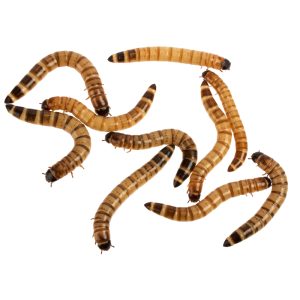 Top Hat Mealworms, 1000 Count - Not Available For Delivery