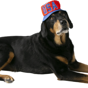 Play On Dog or Cat Accessory, USA Bucket Hat