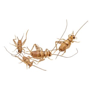 Cricket, Small