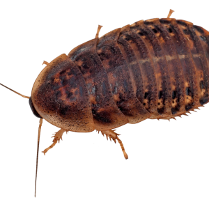Dragon Lair Dubia Roaches, Extra Large, 10 Count - Not Available For Delivery