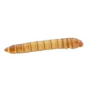 Top Hat Giant Mealworms, 100 Count - Not Available For Delivery