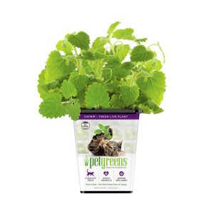 Pet Greens Live Catnip