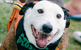 Adoption Events
